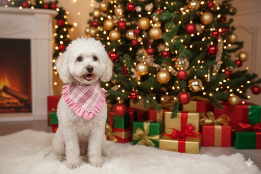 Gala- Christmas limited edition